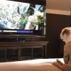 Собака-киноман покорила YouTube - видео - Фото