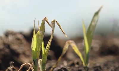 От майских заморозков на Гомельщине пострадало более 24 тысяч гектаров кукурузы - фото