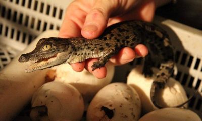 Десятки детенышей крокодилов украдены из питомника в северной Австралии - Фото