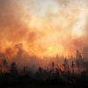 В России в этом году сгорело уже свыше 990 тысяч гектаров леса - Фото