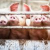 Около 400 свиней погибли в результате пожара на ферме в Германии - Фото