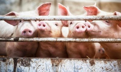 Около 400 свиней погибли в результате пожара на ферме в Германии - Фото
