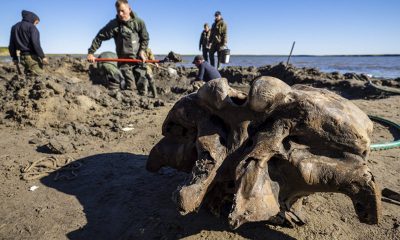 В Сибири был обнаружен хорошо сохранившийся скелет мамонта - Фото