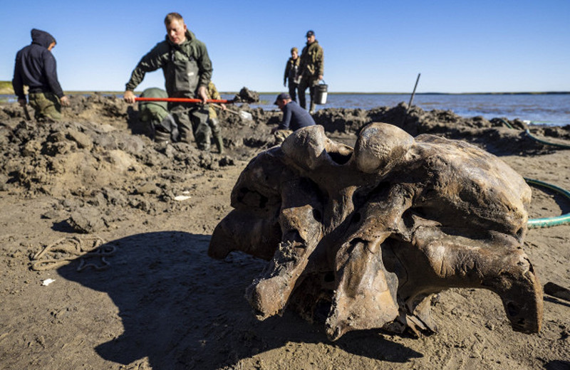 В Сибири был обнаружен хорошо сохранившийся скелет мамонта - Фото