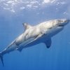 В Австралии подросток погиб при нападении акулы - Фото