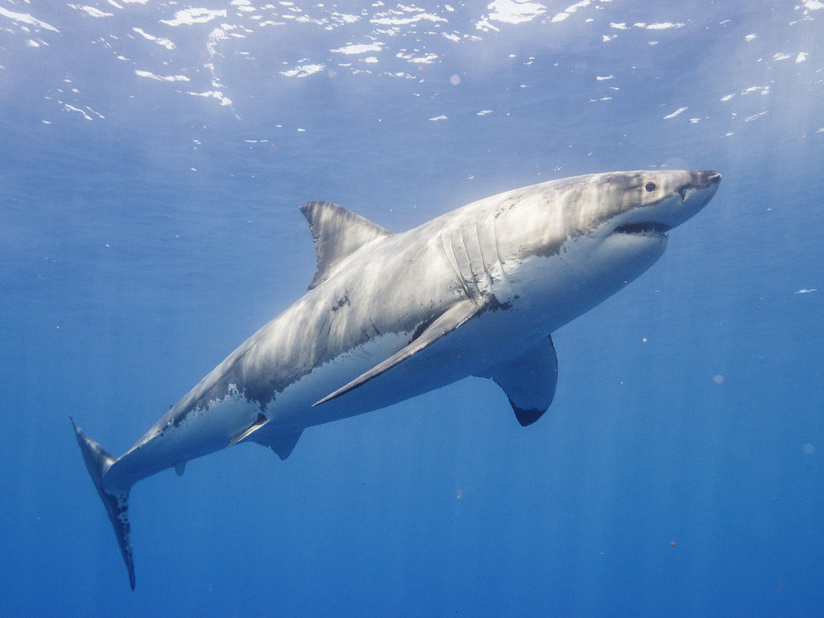 В Австралии подросток погиб при нападении акулы - Фото