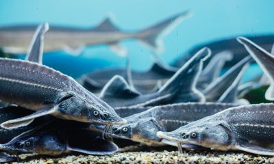 Запасы пресноводных рыб в последние десятилетия снизились на 76% - Фото