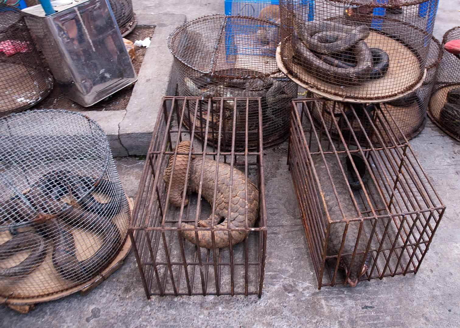 Вьетнам запретил торговлю всеми видами диких животных - Фото