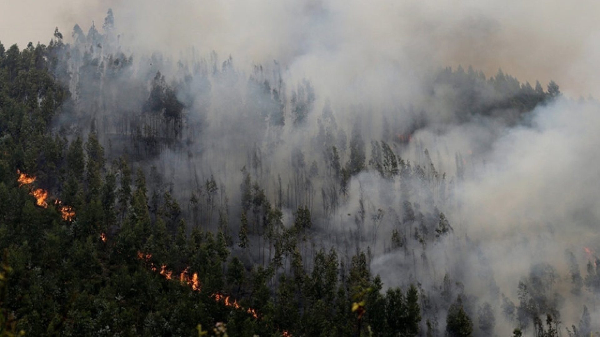 В Хорватии пожар охватил около 40 гектаров леса - Фото