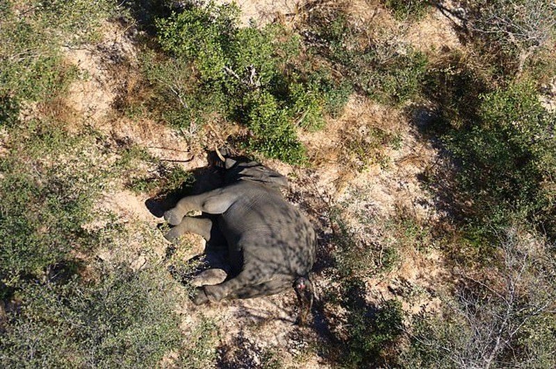 В Африке по неизвестной причине погибли сотни слонов - Фото