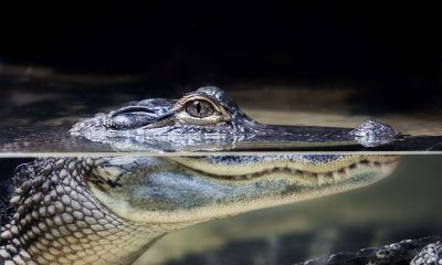 В реке в Германии обнаружили крокодила - Фото
