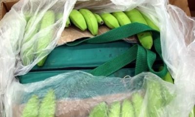 В порту Роттердама изъято 1100 килограммов кокаина, спрятанного в бананах - Фото