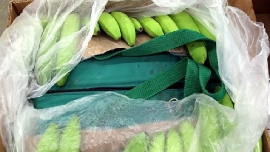 В порту Роттердама изъято 1100 килограммов кокаина, спрятанного в бананах - Фото