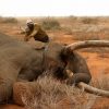 В Зимбабве обнаружили мёртвыми 12 слонов - Фото