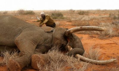 В Зимбабве обнаружили мёртвыми 12 слонов - Фото