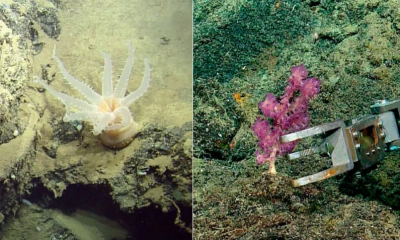У Галапагосских островов нашли 30 новых видов глубоководных форм жизни - Фото