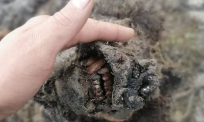 Мумия вымершего 15 тыс. лет назад медведя обнаружена в Якутии - Фото