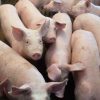 В Германии выявили первый случай африканской чумы свиней - Фото