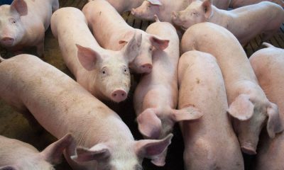 В Германии выявили первый случай африканской чумы свиней - Фото