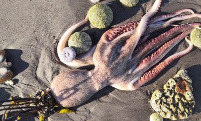На Камчатке обнаружены еще два места гибели морских животных - Фото