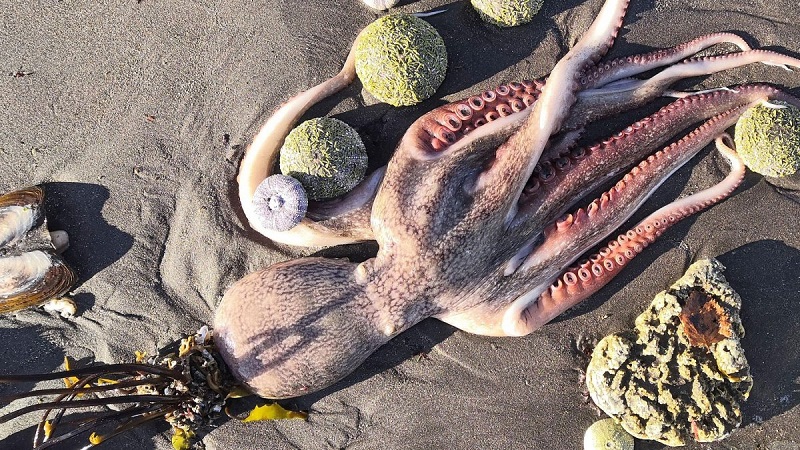 На Камчатке обнаружены еще два места гибели морских животных - Фото