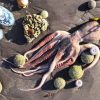 Росприроднадзор не обнаружил техногенных причин гибели морских животных на Камчатке - Фото