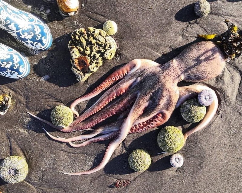 Росприроднадзор не обнаружил техногенных причин гибели морских животных на Камчатке - Фото