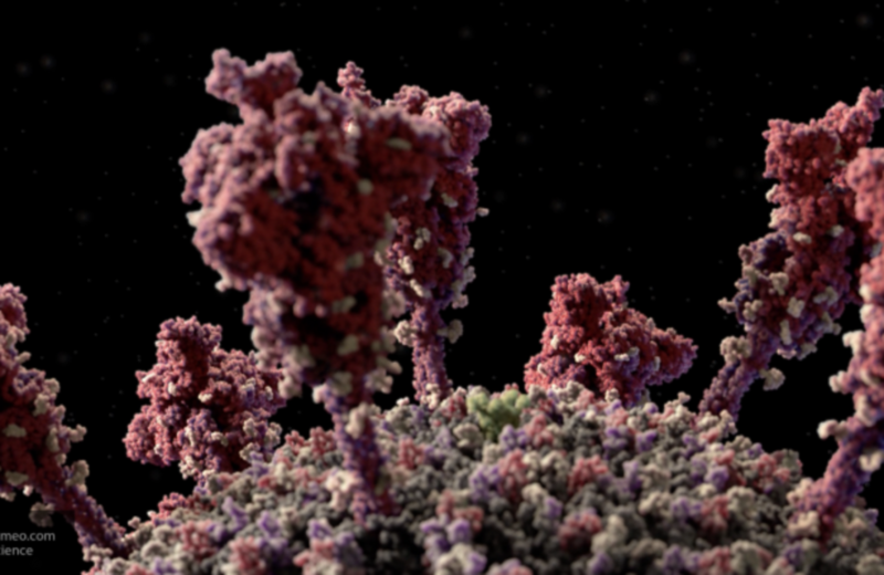 Эпидемиолог Роспотребнадзора рассказал о мутации генома коронавируса - Фото