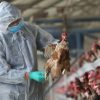 В Японии произошла четвертая вспышка птичьего гриппа - Фото