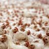 В Японии уничтожат более 845 тыс. кур из-за вспышки птичьего гриппа - Фото