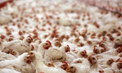 В Японии уничтожат более 845 тыс. кур из-за вспышки птичьего гриппа - Фото