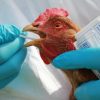 В Бельгии обнаружена вспышка птичьего гриппа H5N5 - Фото
