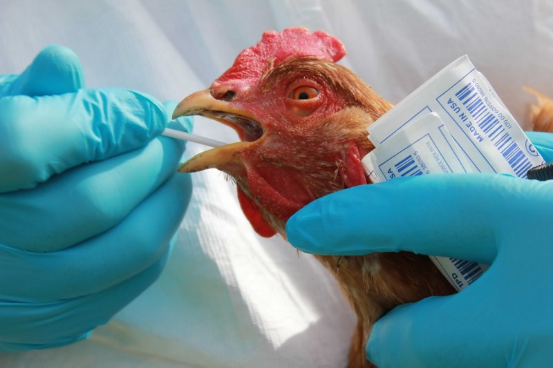 В Бельгии обнаружена вспышка птичьего гриппа H5N5 - Фото