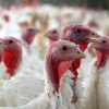В Англии уничтожат более 10 тыс. индеек из-за вспышки птичьего гриппа H5N5 - Фото