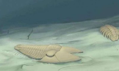 Ученые обнаружили необычный трилобит возрастом 500 млн лет на востоке Китая - Фото