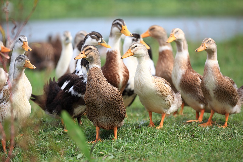 Во Франции зафиксировали вспышку птичьего гриппа H5N8 - Фото