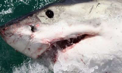 У побережья Франции погибла женщина при нападении акулы - Фото