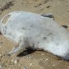 На побережье Каспийского моря нашли 17 мертвых тюленей - Фото