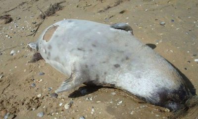 На побережье Каспийского моря нашли 17 мертвых тюленей - Фото