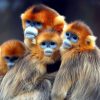 Китайские учёные разрабатывают технологию распознавания лиц для золотистых курносых обезьян - Фото