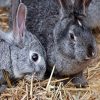 В ВОЗ допустили распространение коронавируса COVID-19 через барсуков и кроликов - Фото