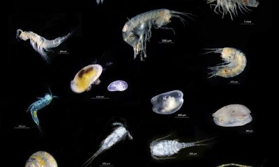 В системе подземных вод Австралии обнаружены новые виды ракообразных - Фото