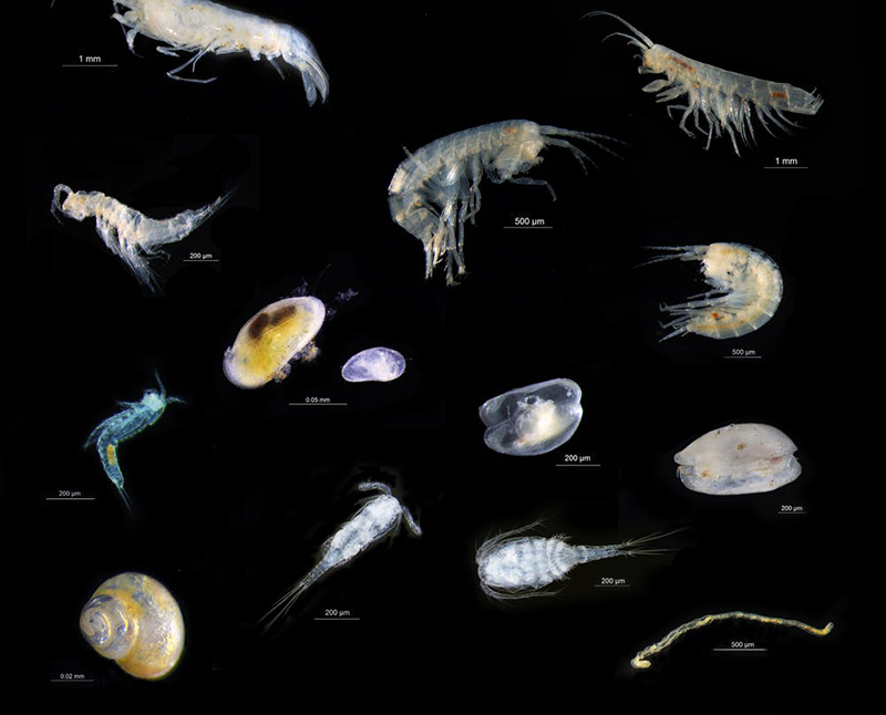 В системе подземных вод Австралии обнаружены новые виды ракообразных - Фото