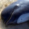 В Новой Зеландии 49 дельфинов-гринд выбросились на отмель - Фото