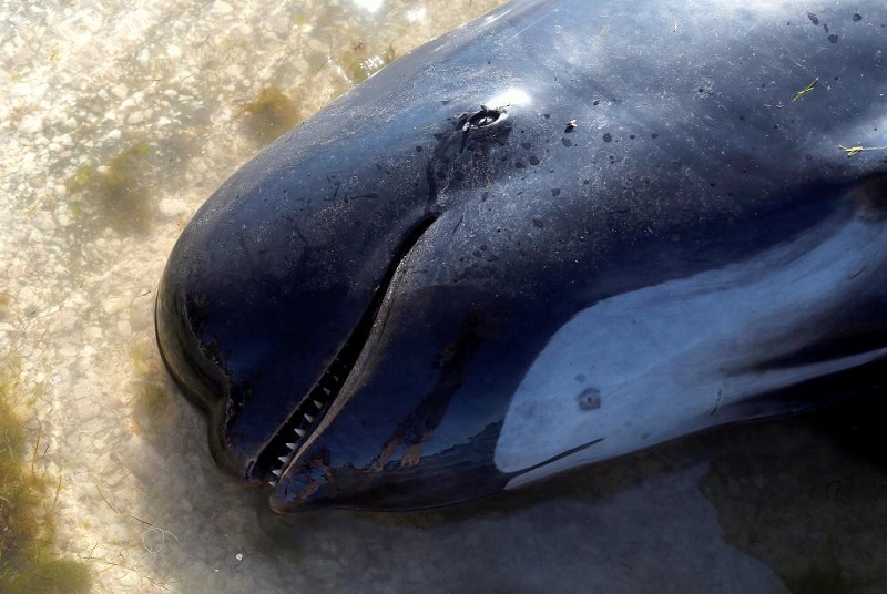 В Новой Зеландии 49 дельфинов-гринд выбросились на отмель - Фото