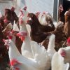 В России 7 человек заразились птичьим гриппом H5N8 - Фото
