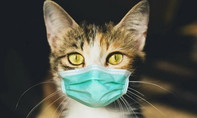 В Италии у домашней кошки выявили британский штамм коронавируса COVID-19 - Фото