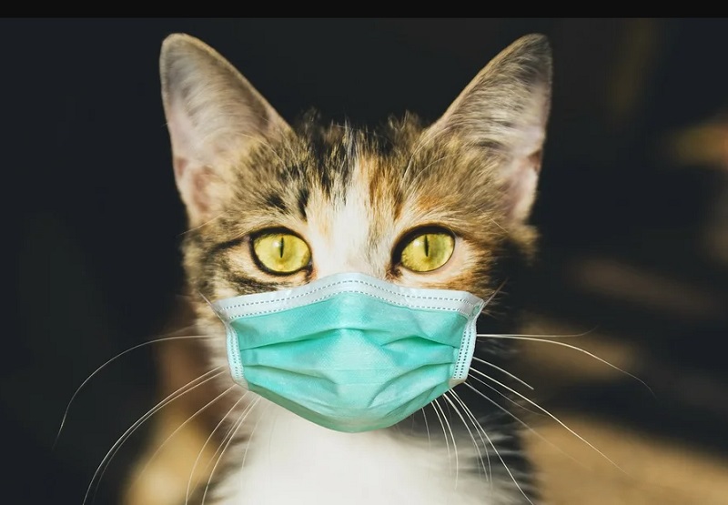 В Италии у домашней кошки выявили британский штамм коронавируса COVID-19 - Фото