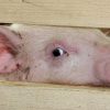 В Малайзии из-за африканской чумы уничтожат 3 тысяч свиней - Фото