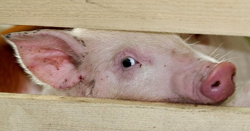 В Малайзии из-за африканской чумы уничтожат 3 тысяч свиней - Фото